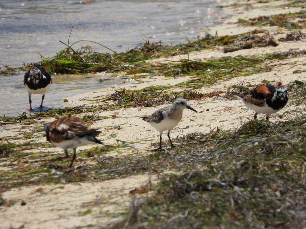Sanderling - ML640285124