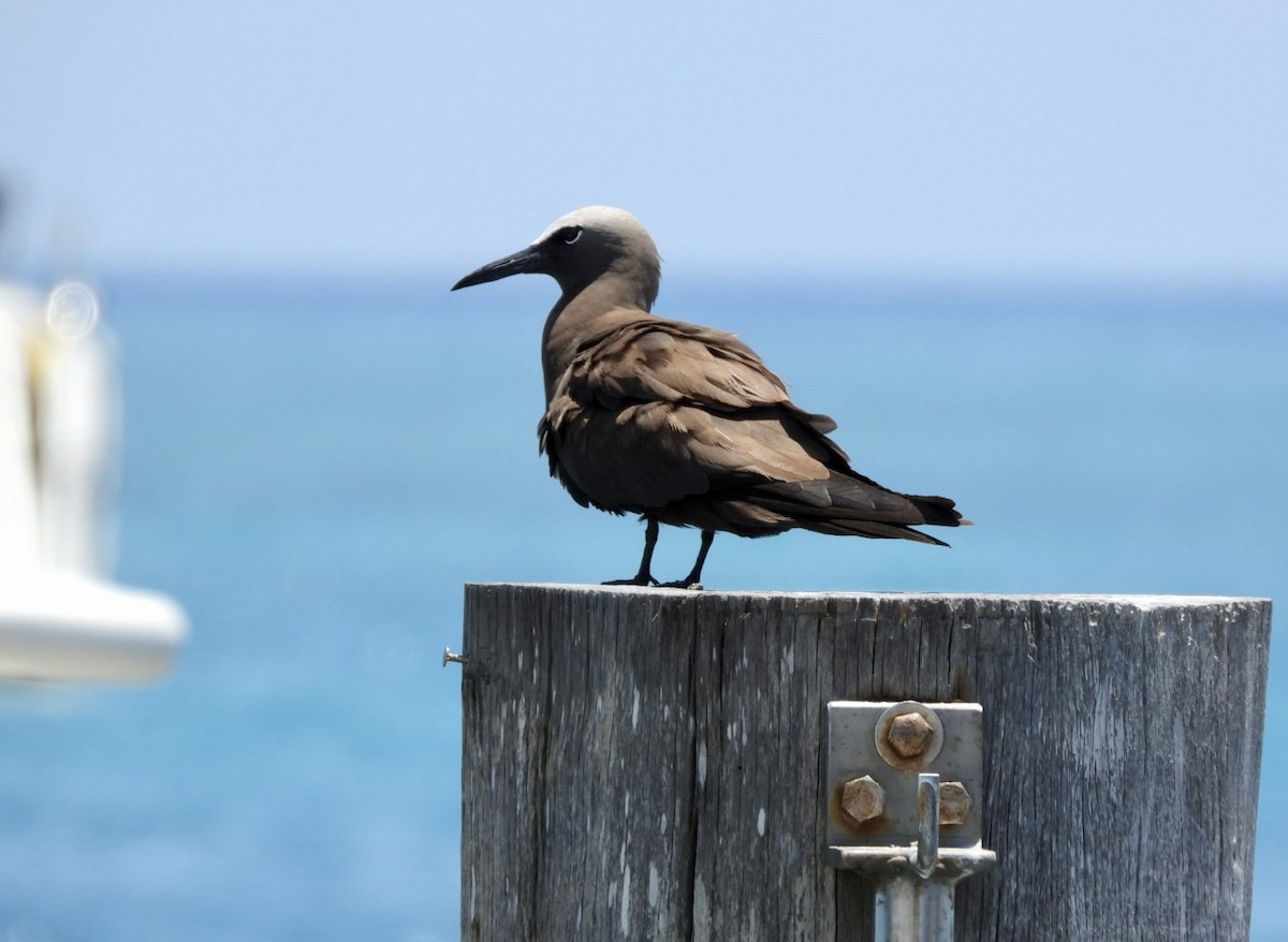 Brown Noddy - ML640285128
