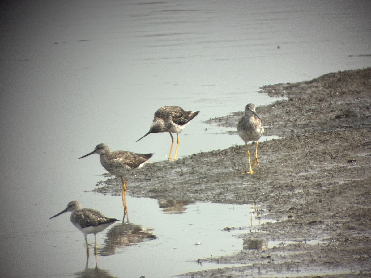 plystresnipe - ML640285174