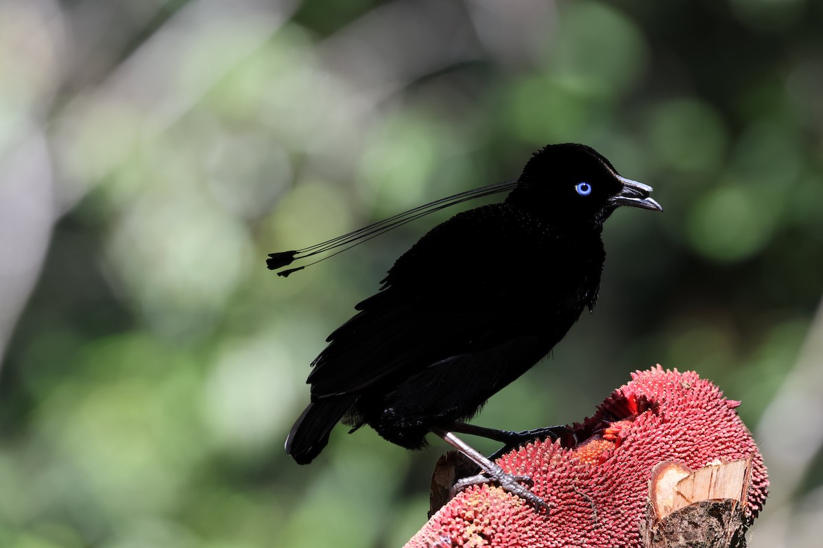 Lawes's Parotia - ML640285195