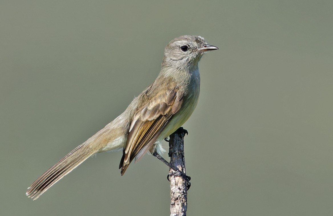 Mouse-gray Flycatcher - ML640285206