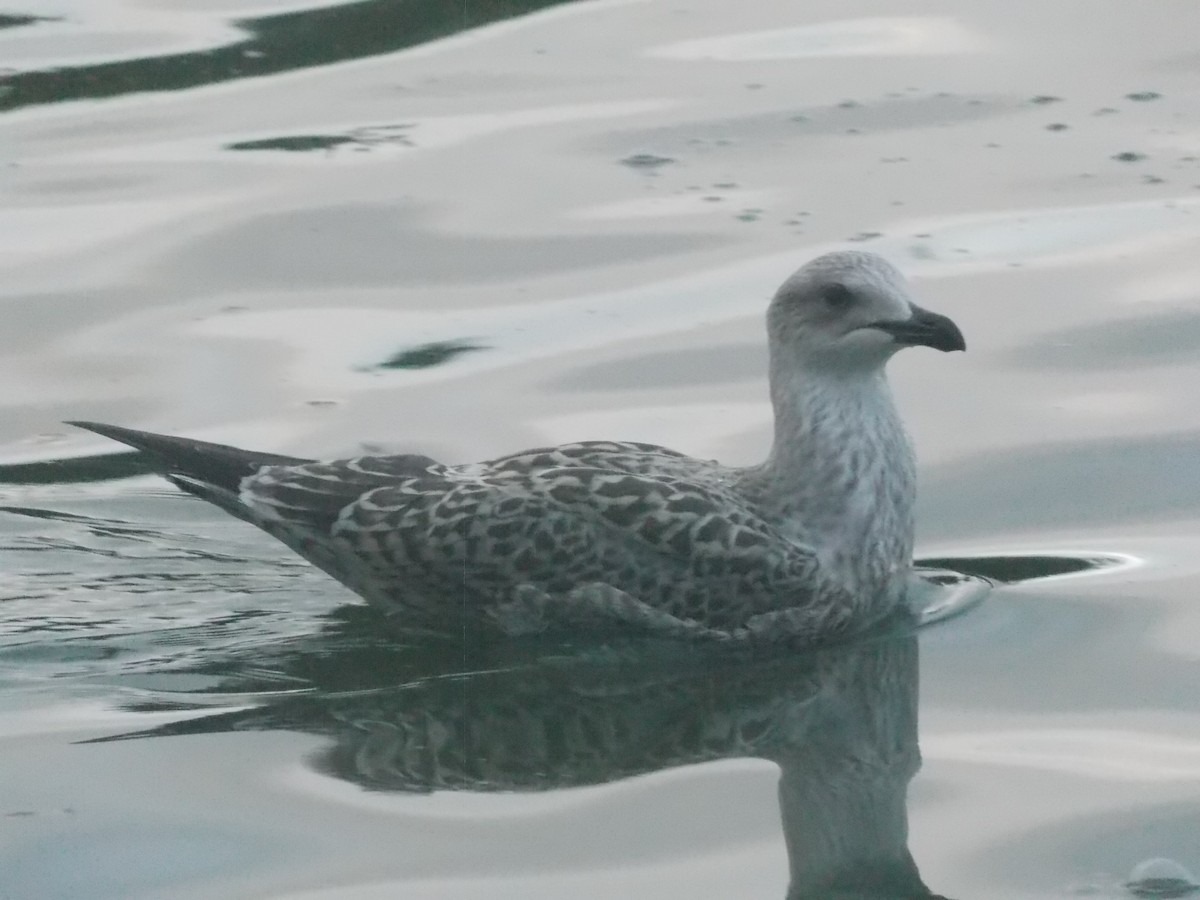 Lesser Black-backed Gull - ML640285216
