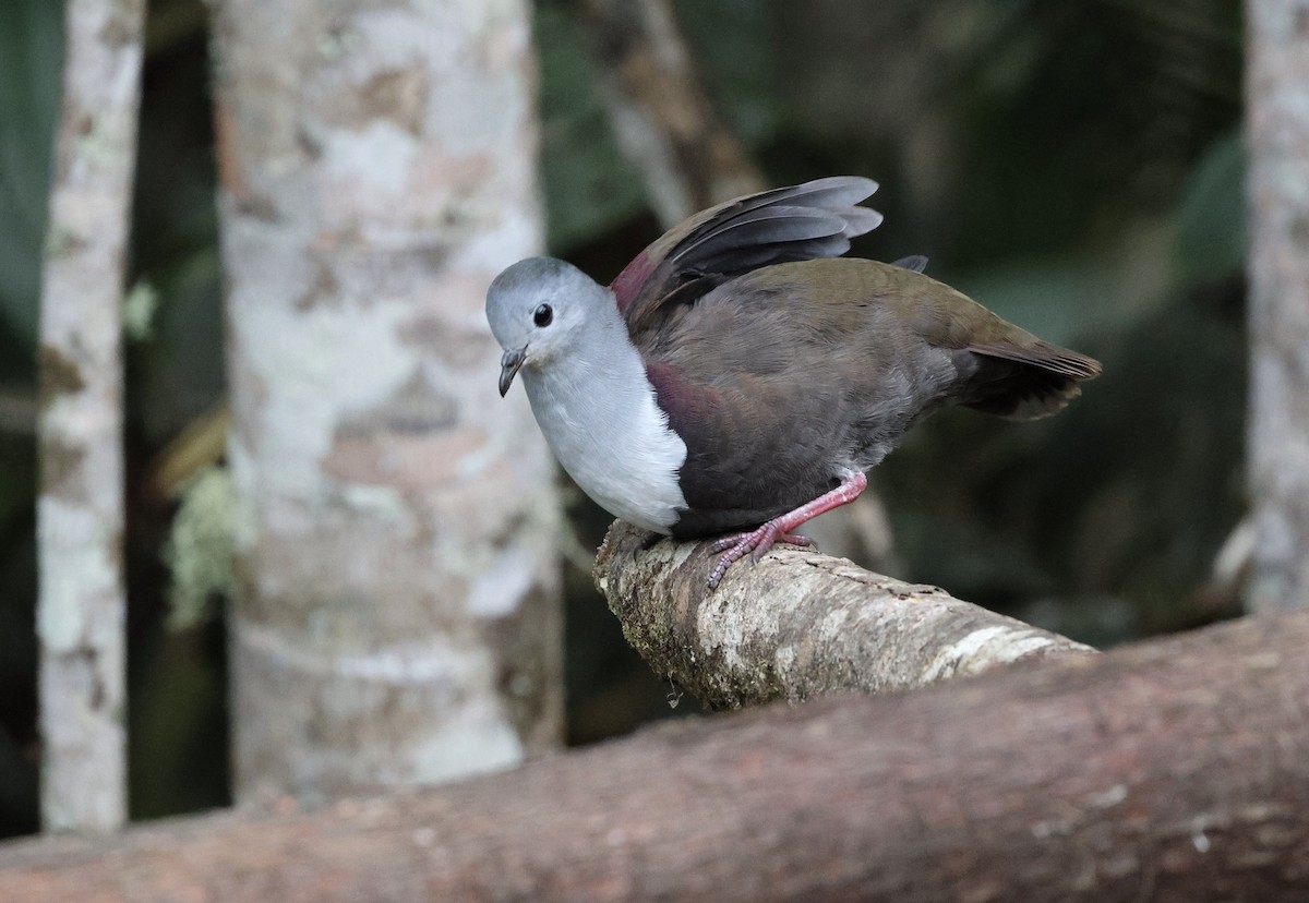 Gallicolombe de Beccari - ML640285280