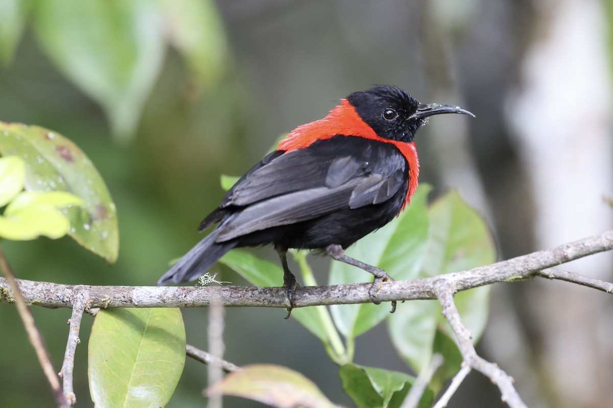 Red-collared Myzomela - ML640285290