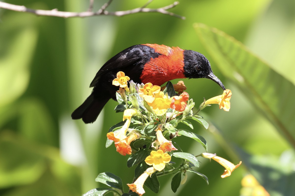 Red-collared Myzomela - ML640285291