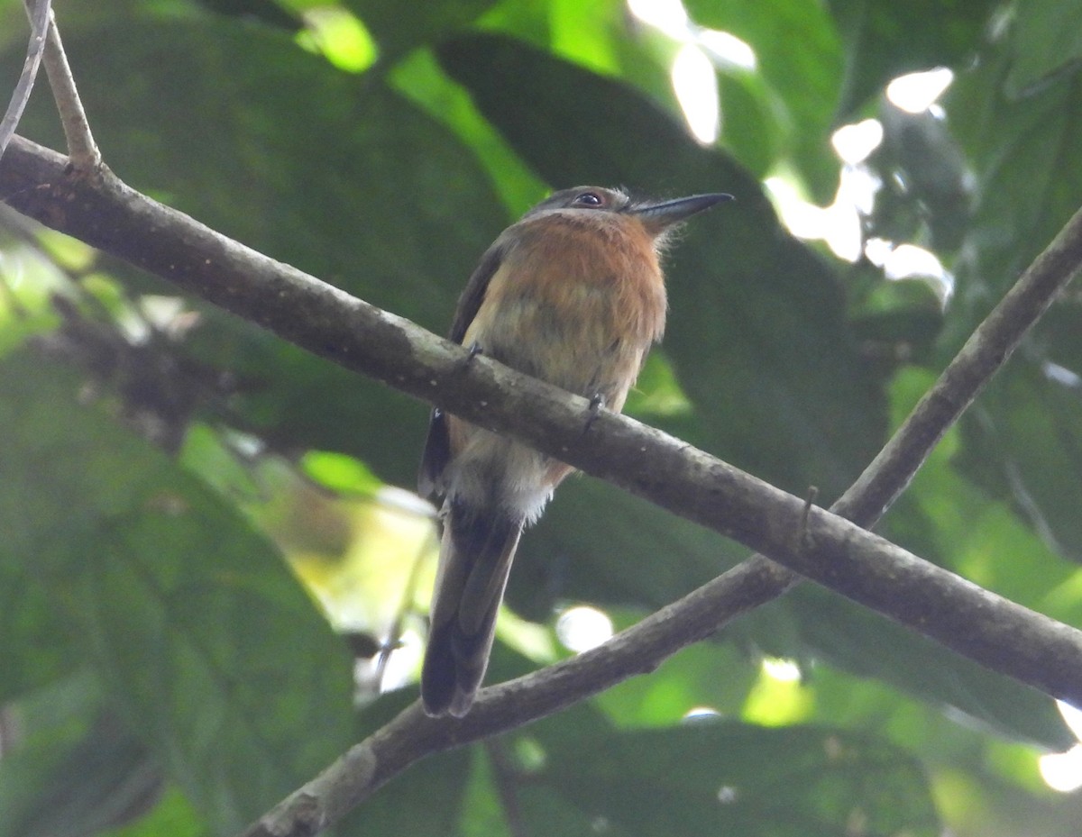 Gray-cheeked Nunlet - ML640285323