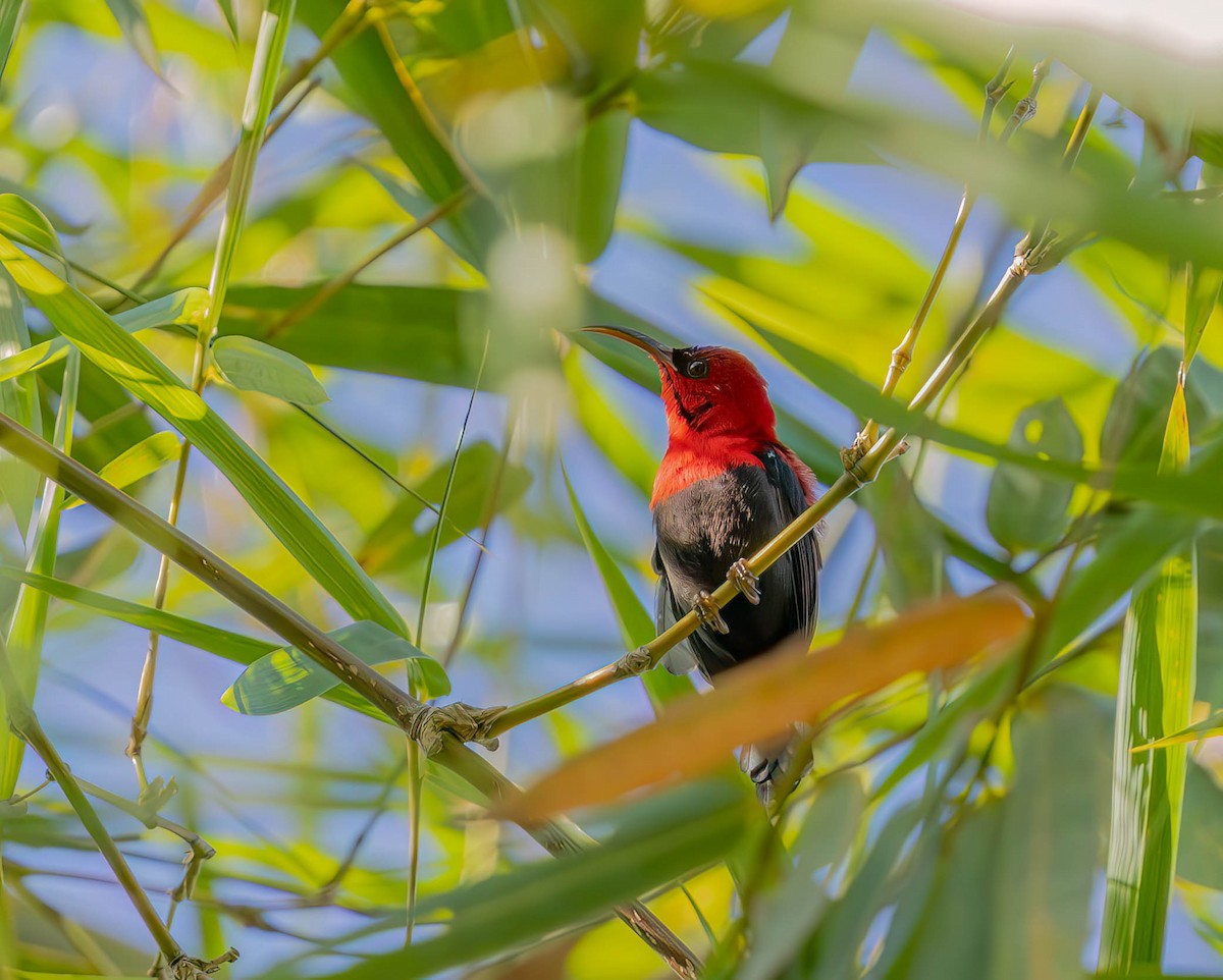 Magnificent Sunbird - ML640285336