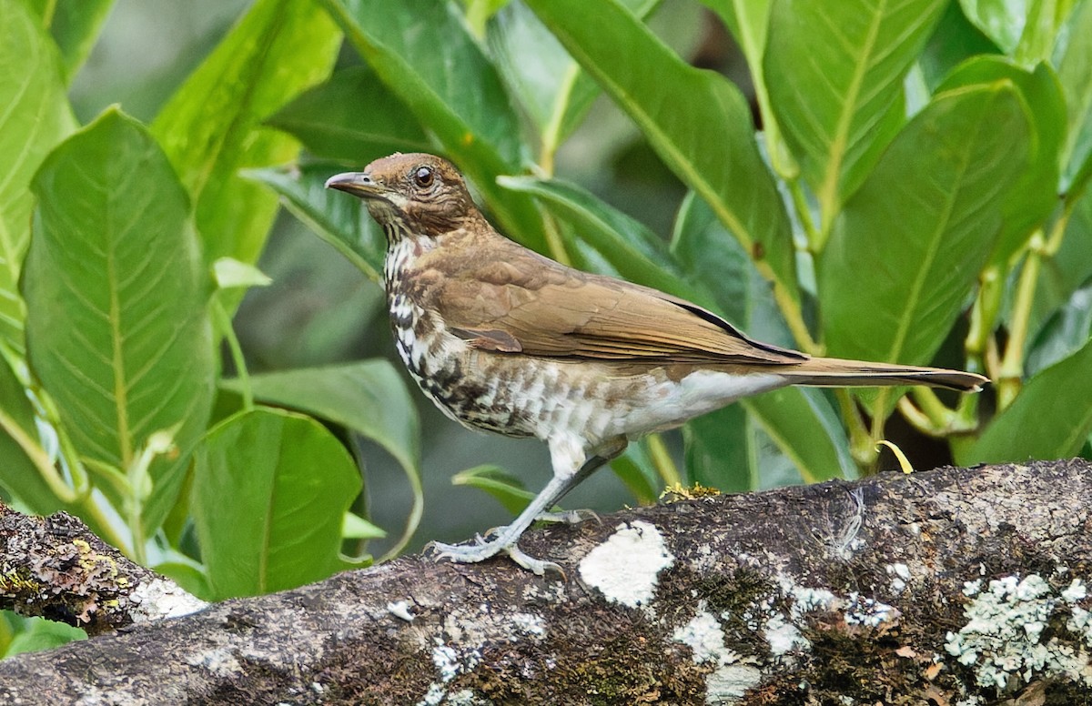 Marañon Thrush - ML640285344
