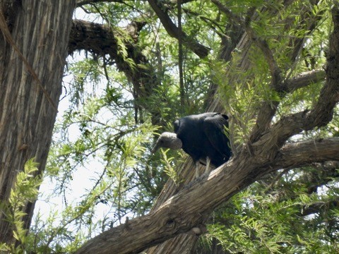 Zopilote beltza - ML640285352