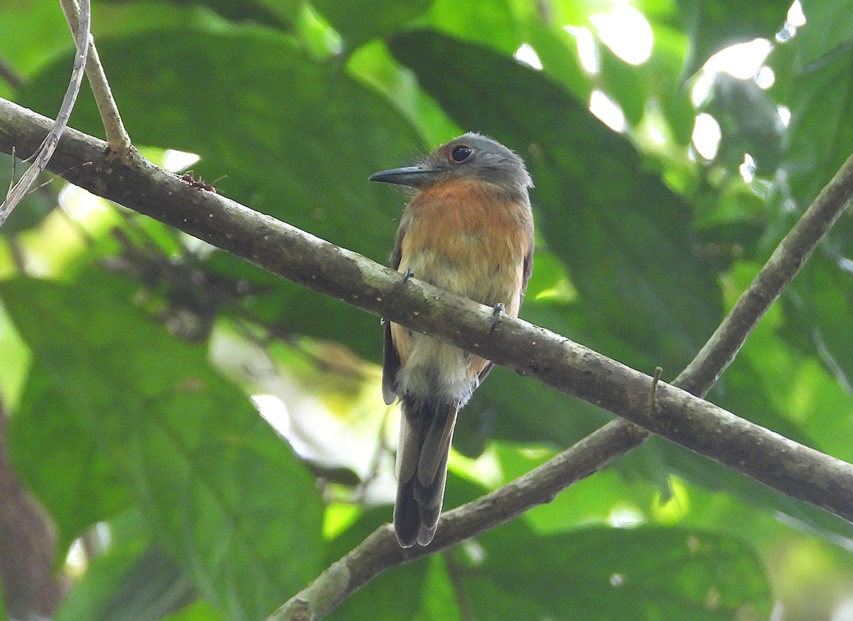 Gray-cheeked Nunlet - ML640285378