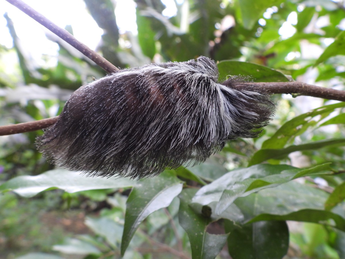 Insects - ML640285399