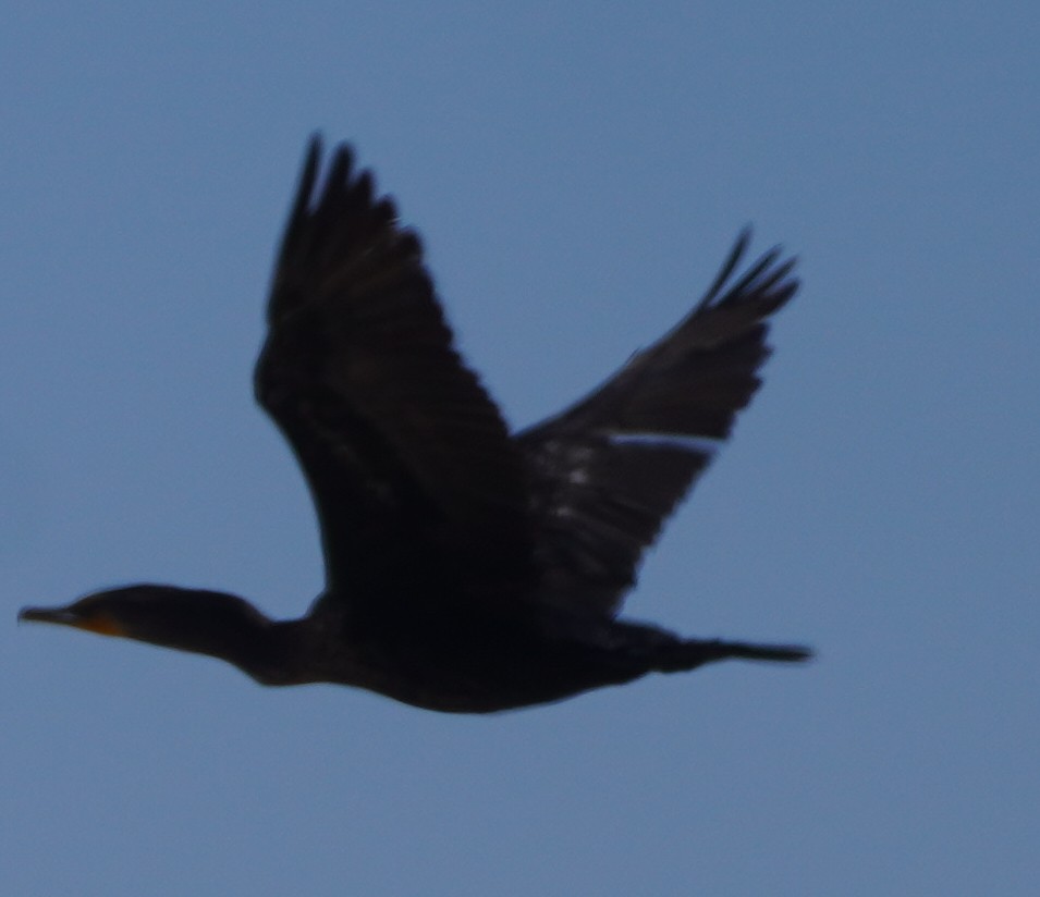 Double-crested Cormorant - ML640285412