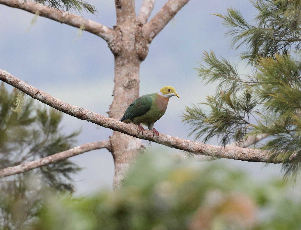 Pink-spotted Fruit-Dove - ML640285423
