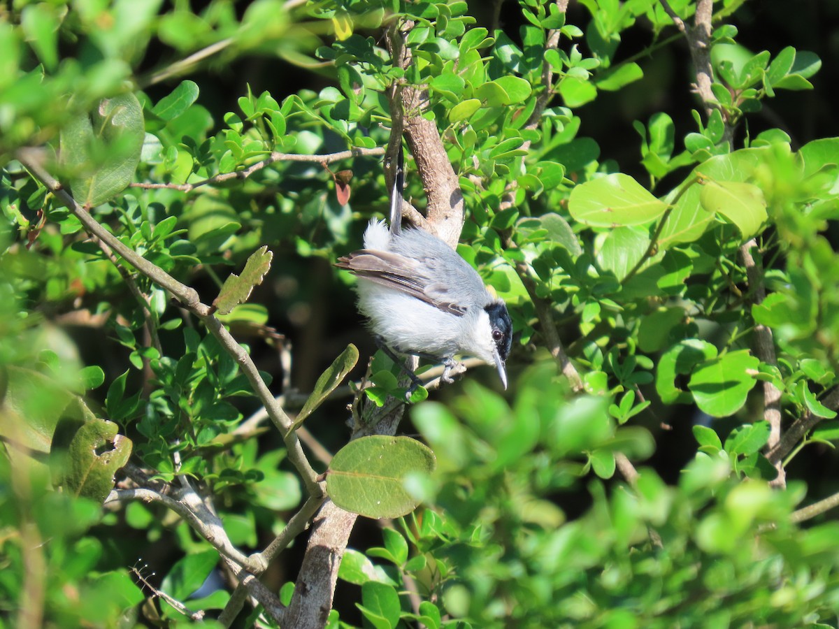 Tropical Gnatcatcher - ML640285450