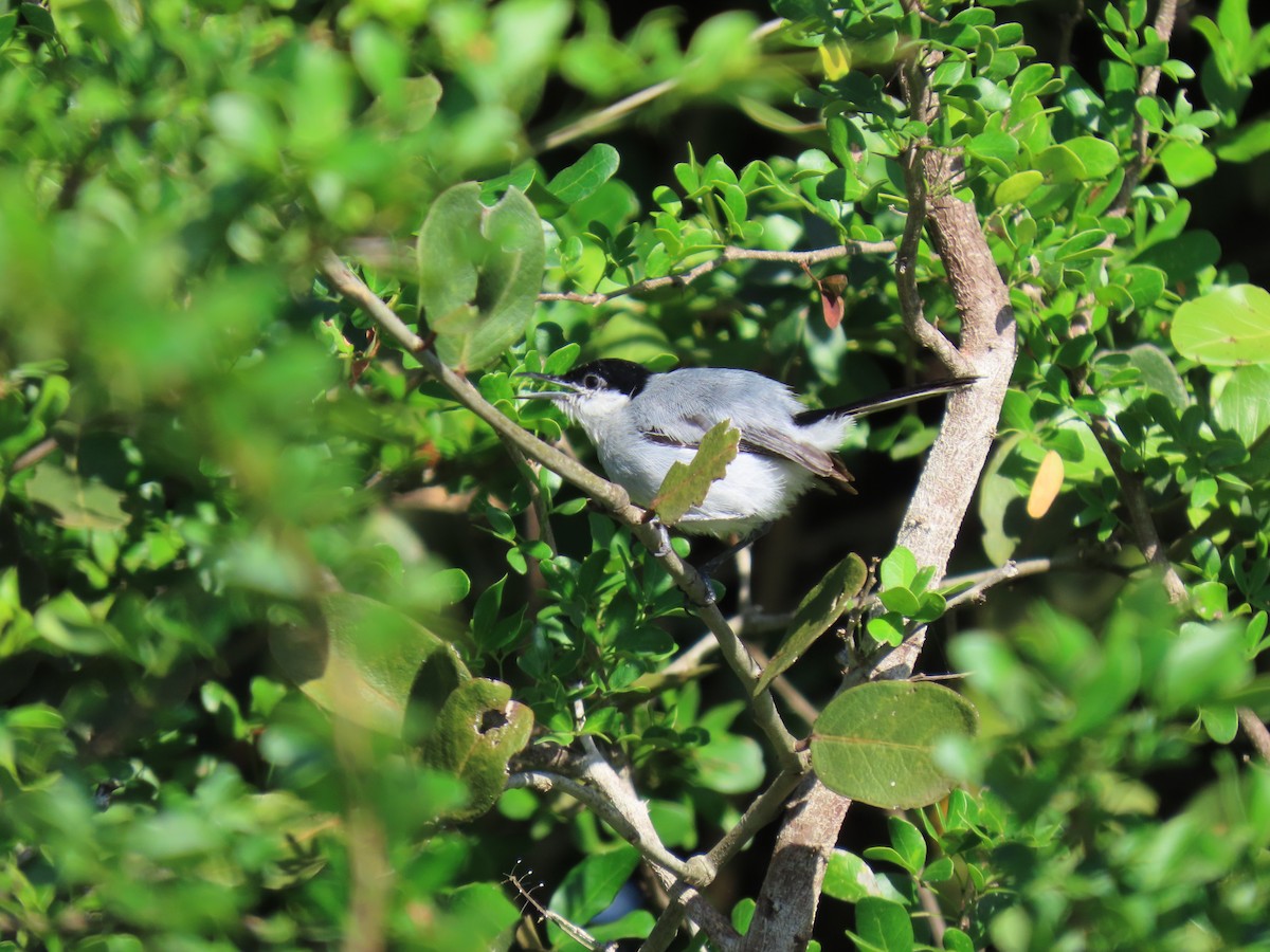 Tropical Gnatcatcher - ML640285451