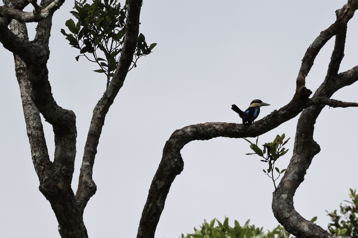 Rufous-bellied Kookaburra - ML640285452