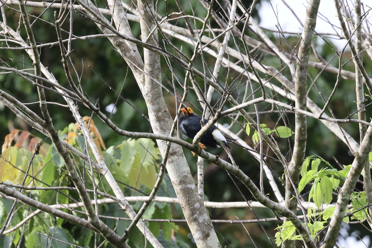 Yellow-faced Myna - ML640285484