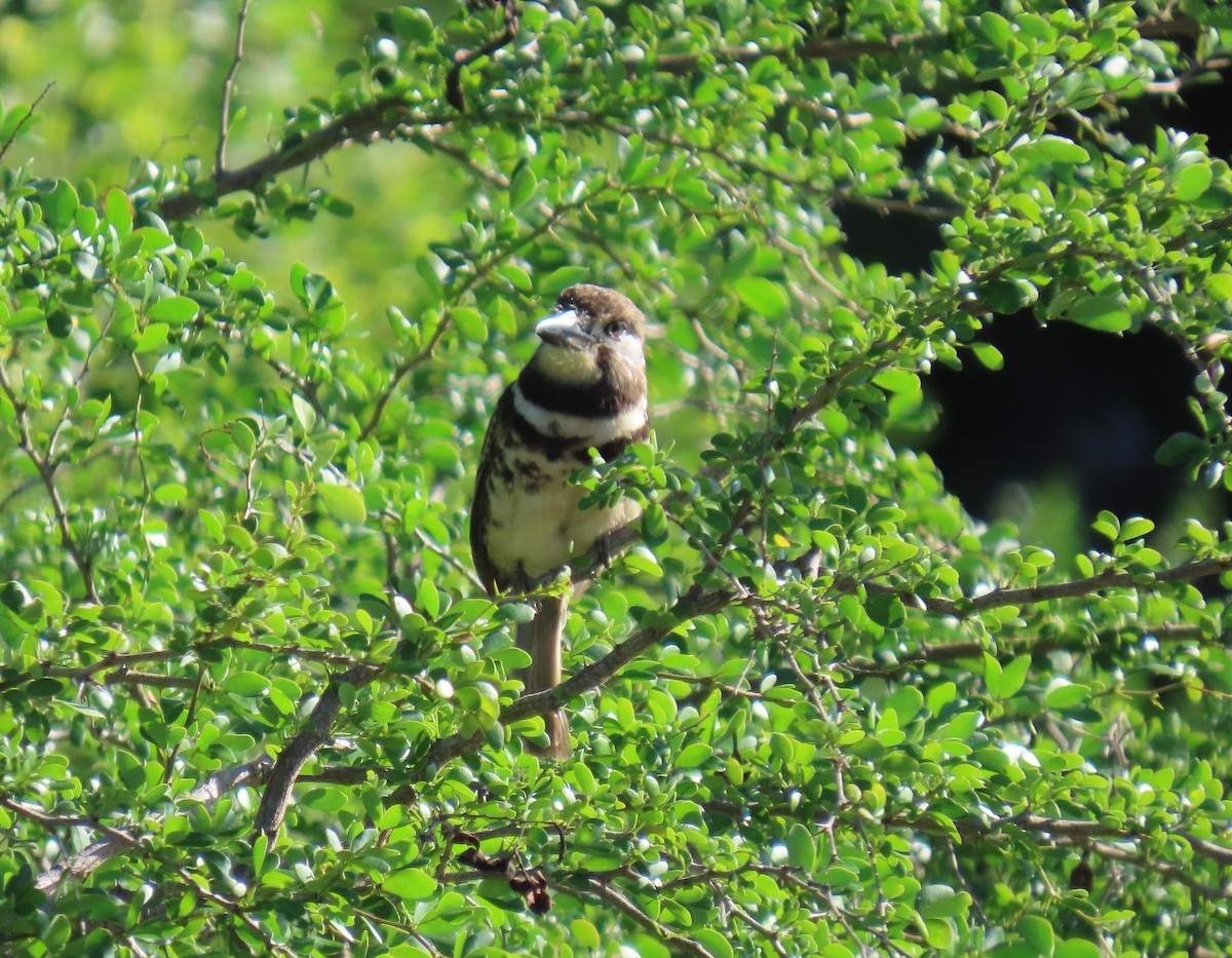Two-banded Puffbird - ML640285504