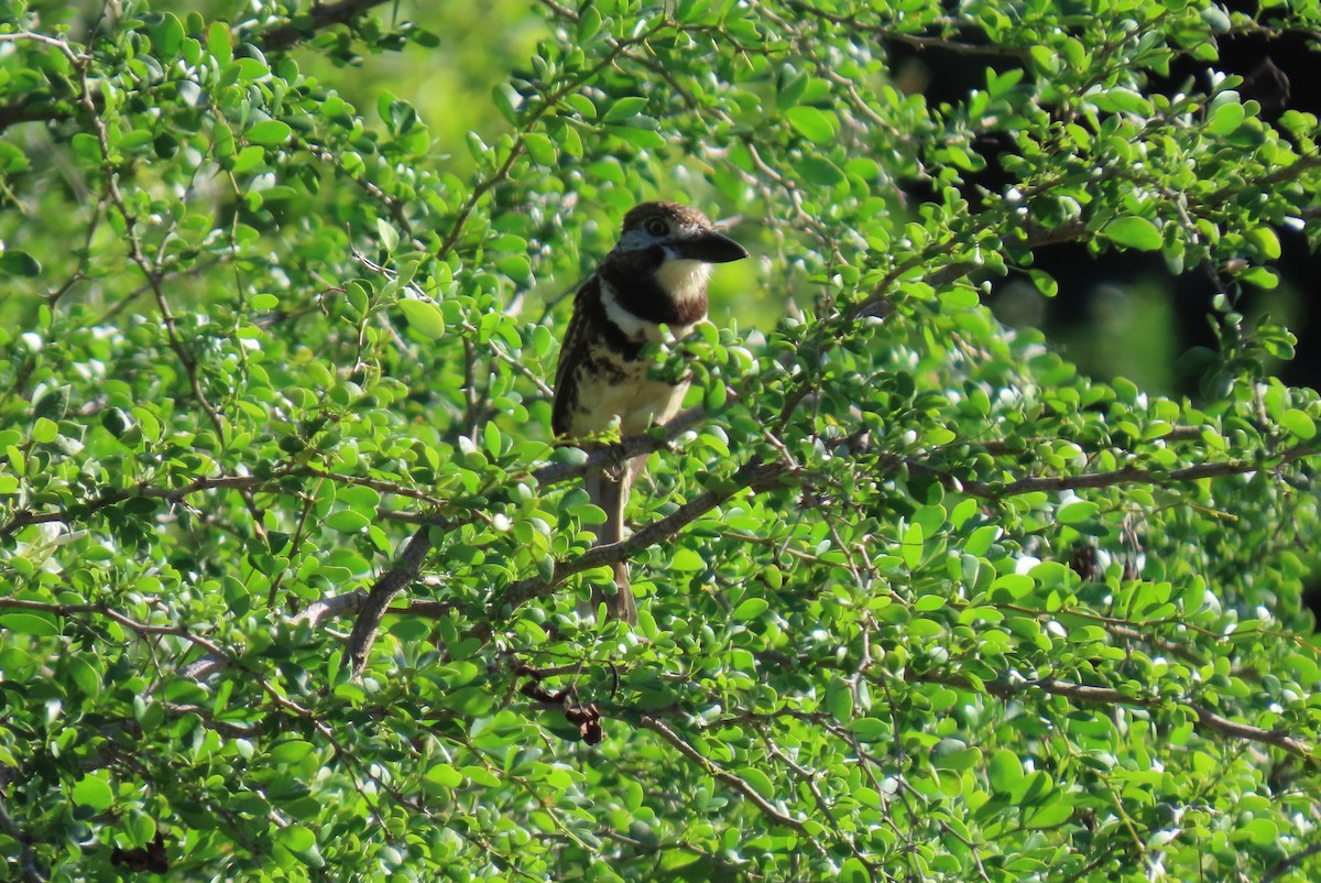 Two-banded Puffbird - ML640285505