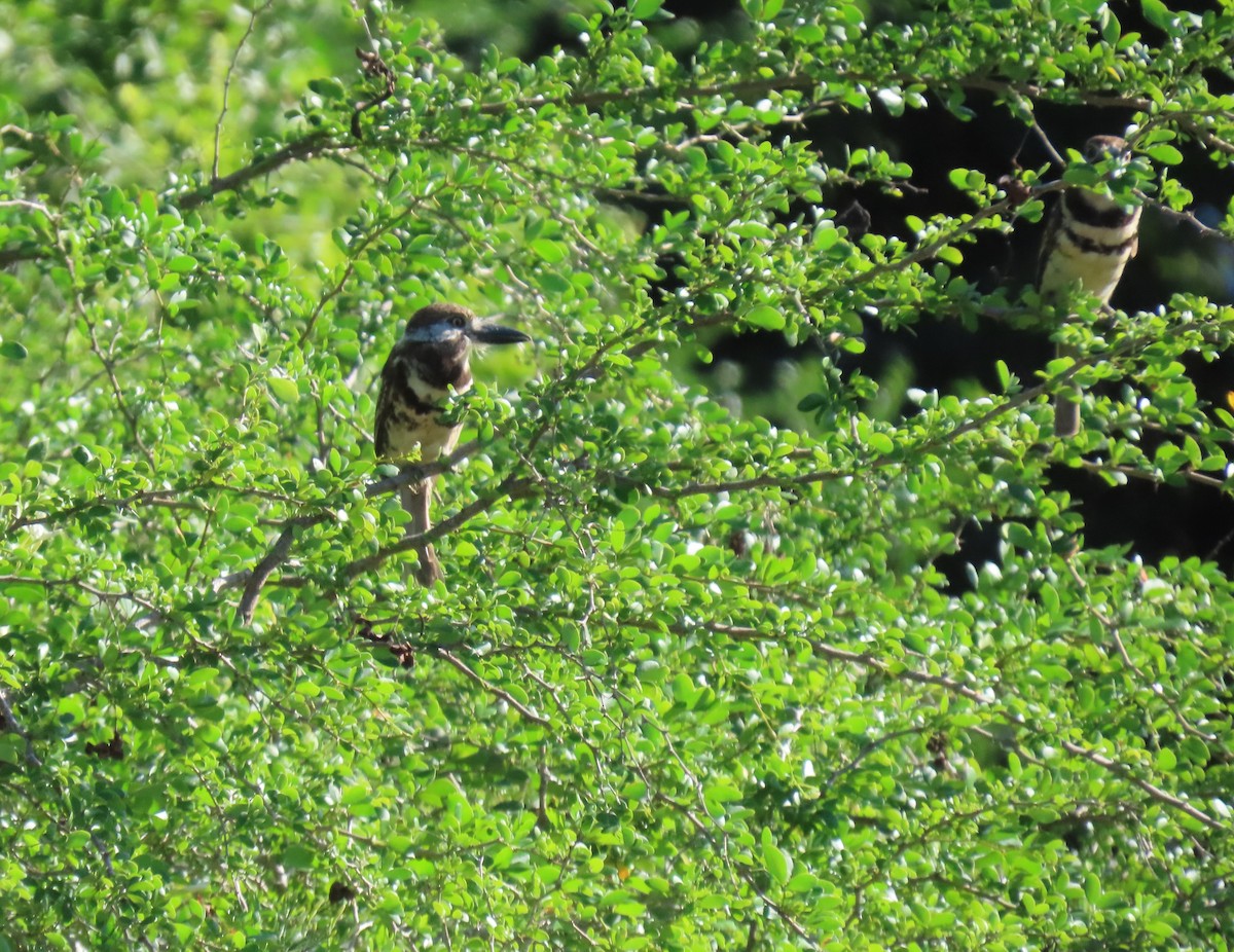 Two-banded Puffbird - ML640285506