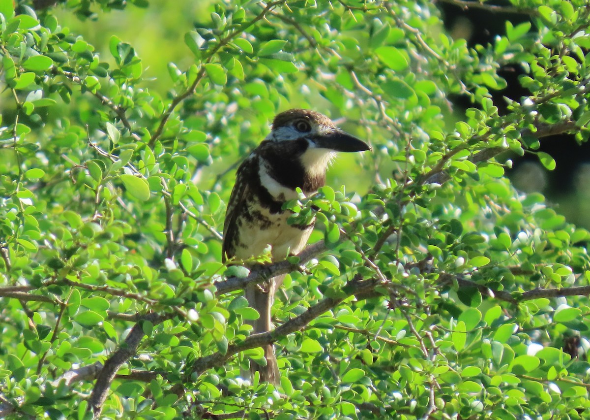 Two-banded Puffbird - ML640285507