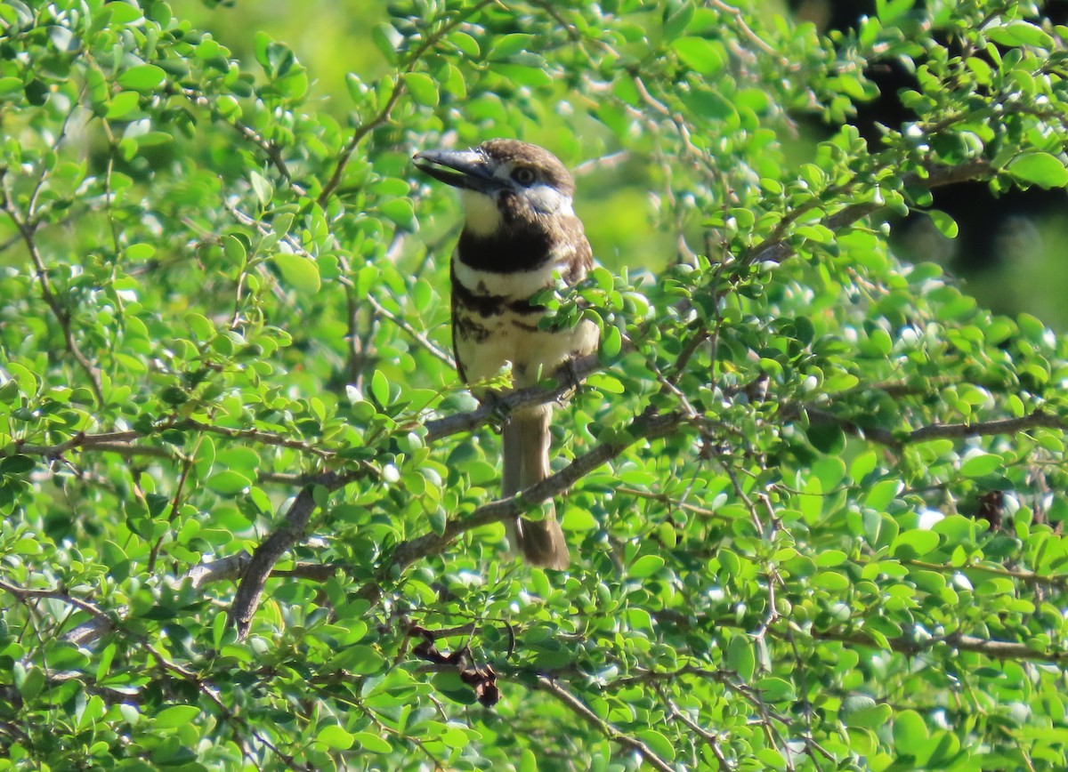Two-banded Puffbird - ML640285508