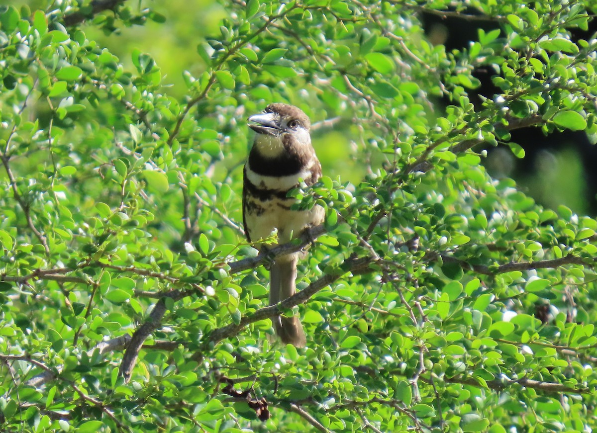 Two-banded Puffbird - ML640285509