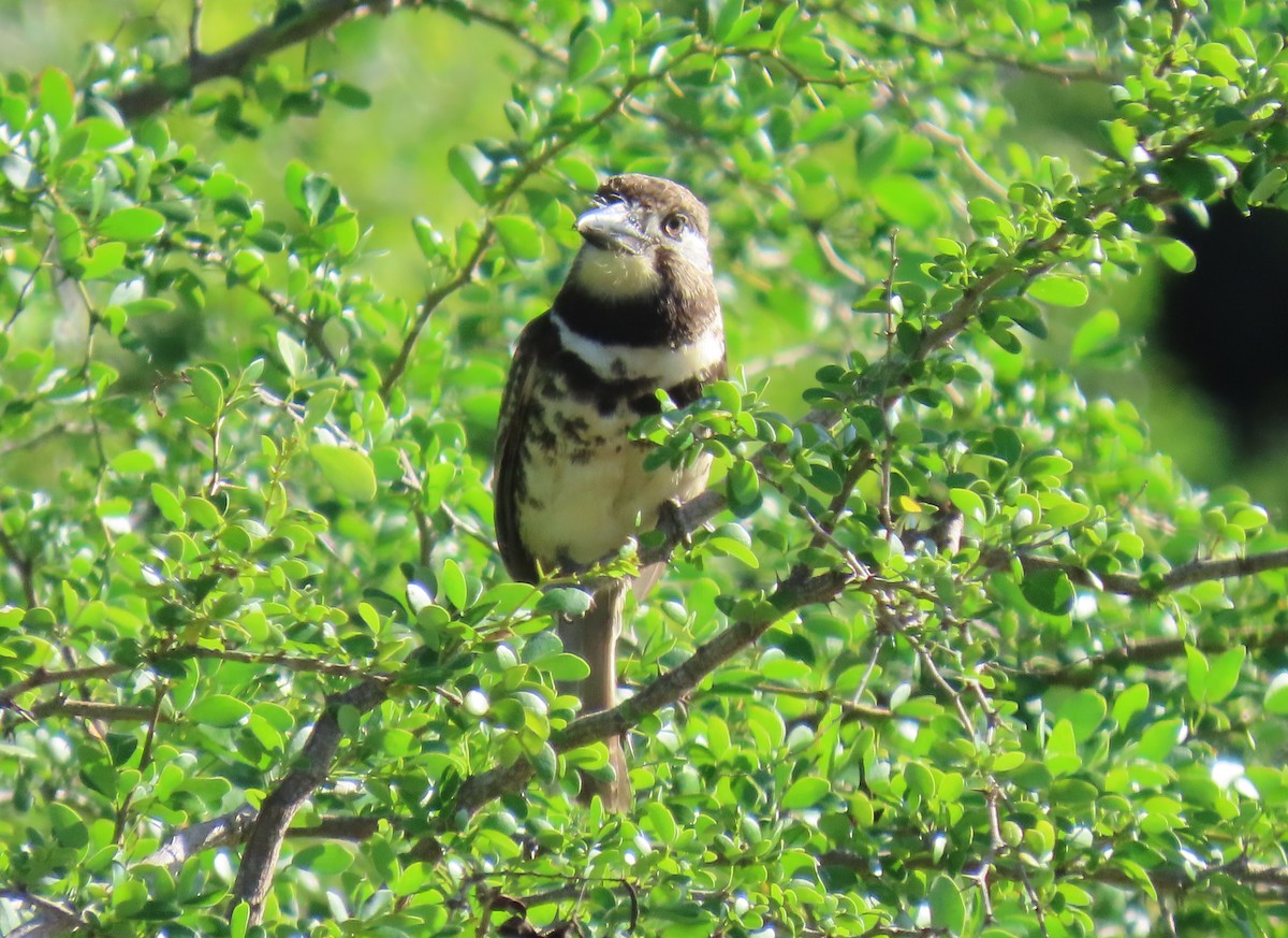 Two-banded Puffbird - ML640285511