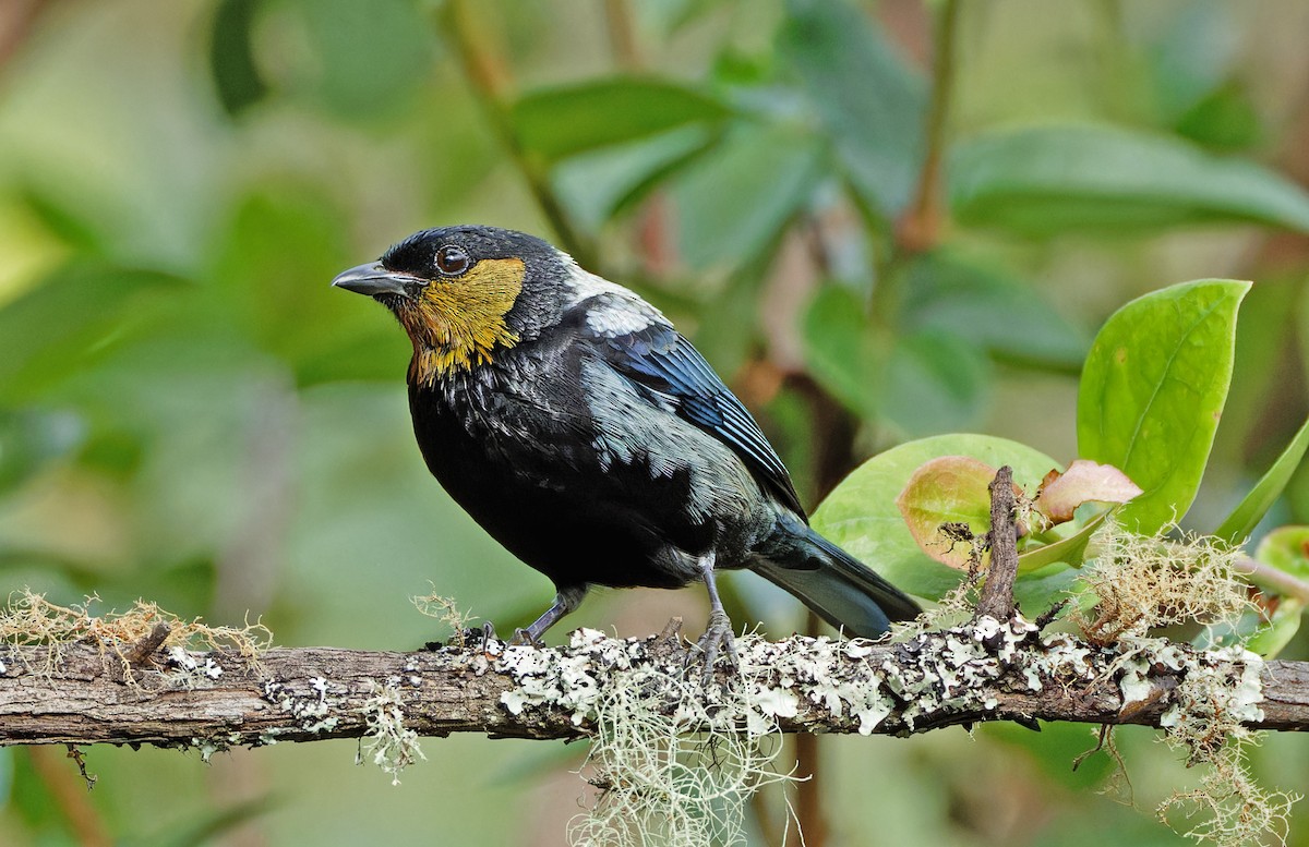 Silvery Tanager - ML640285518