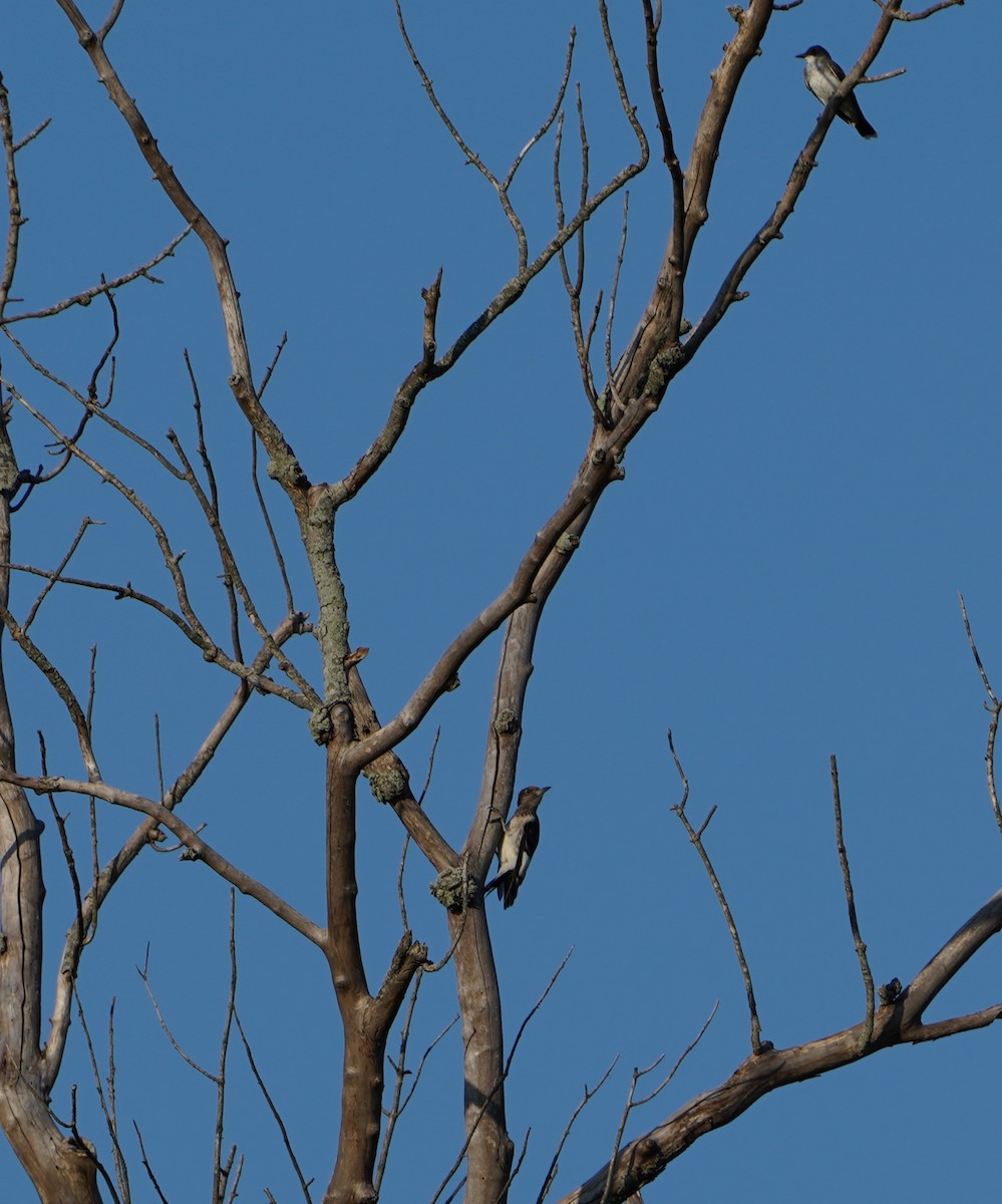 Red-headed Woodpecker - ML640285524