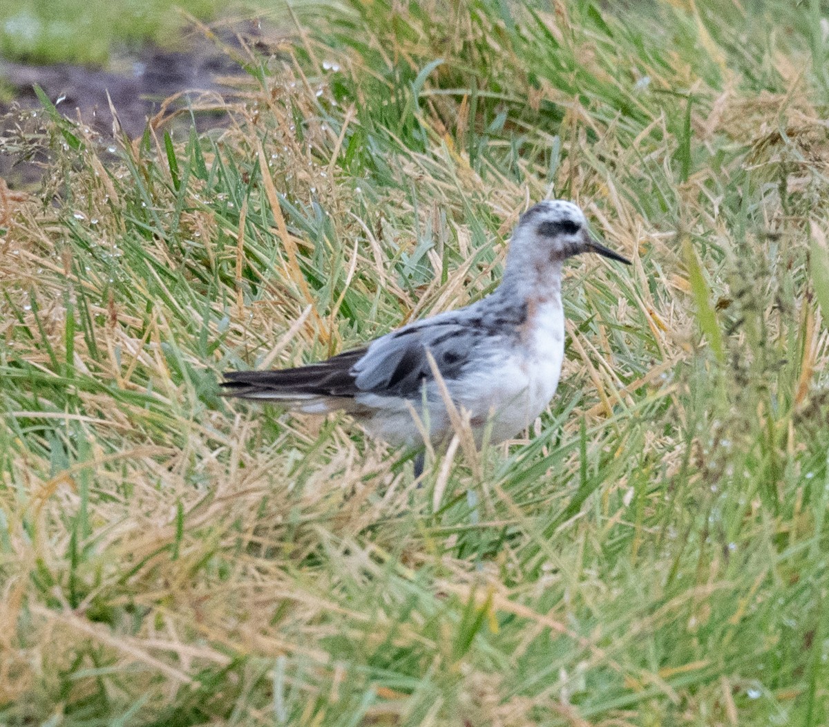 Red Phalarope - ML640285525