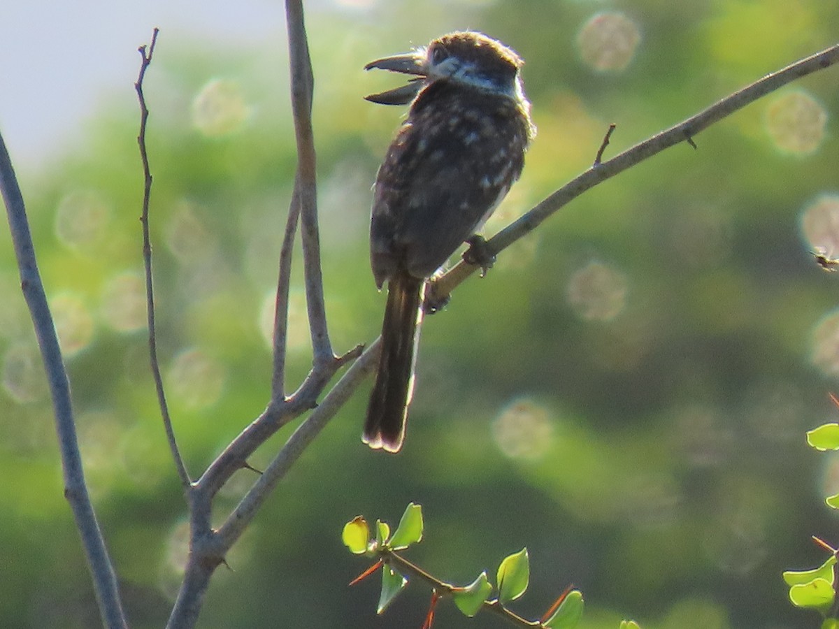 Two-banded Puffbird - ML640285541