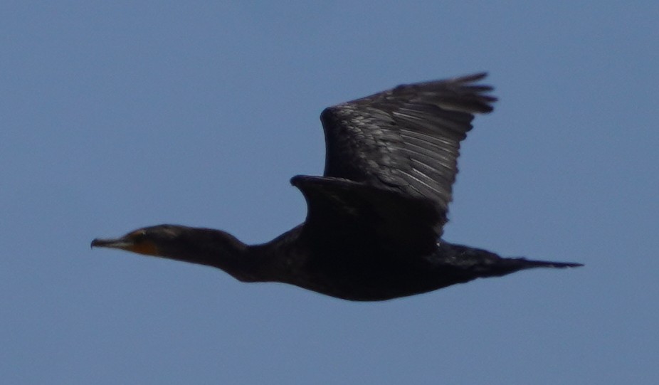 Double-crested Cormorant - ML640285578