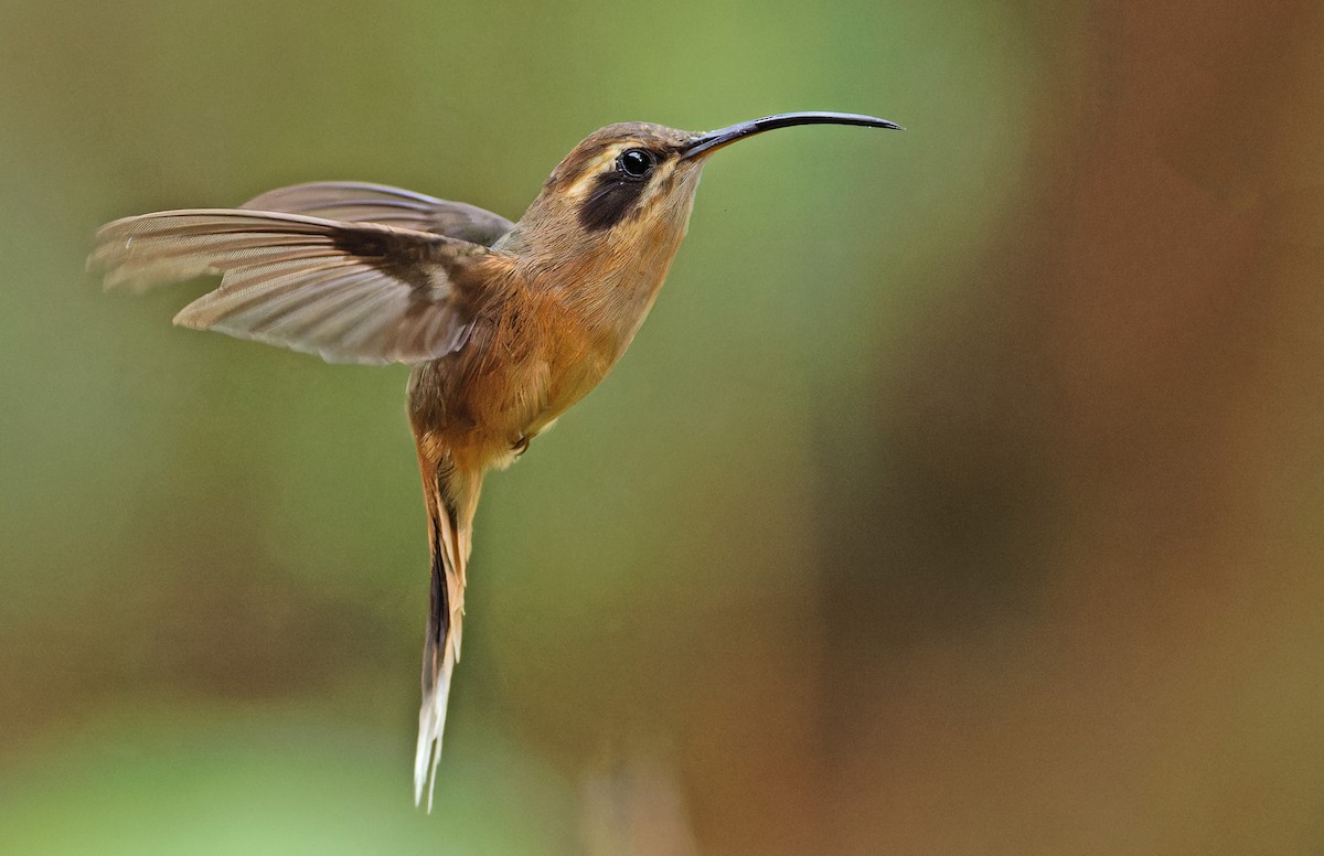 Gray-chinned Hermit - ML640285594