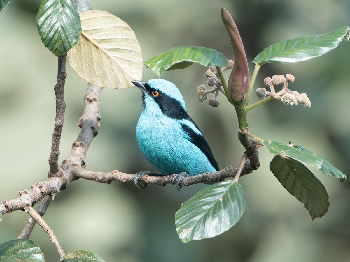 Turquoise Dacnis - ML640285640