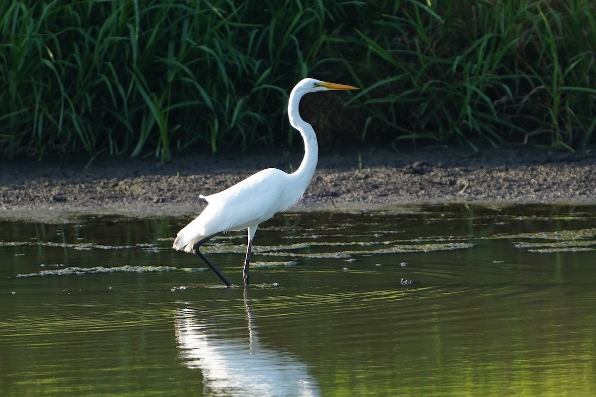 Great Egret - ML640285649
