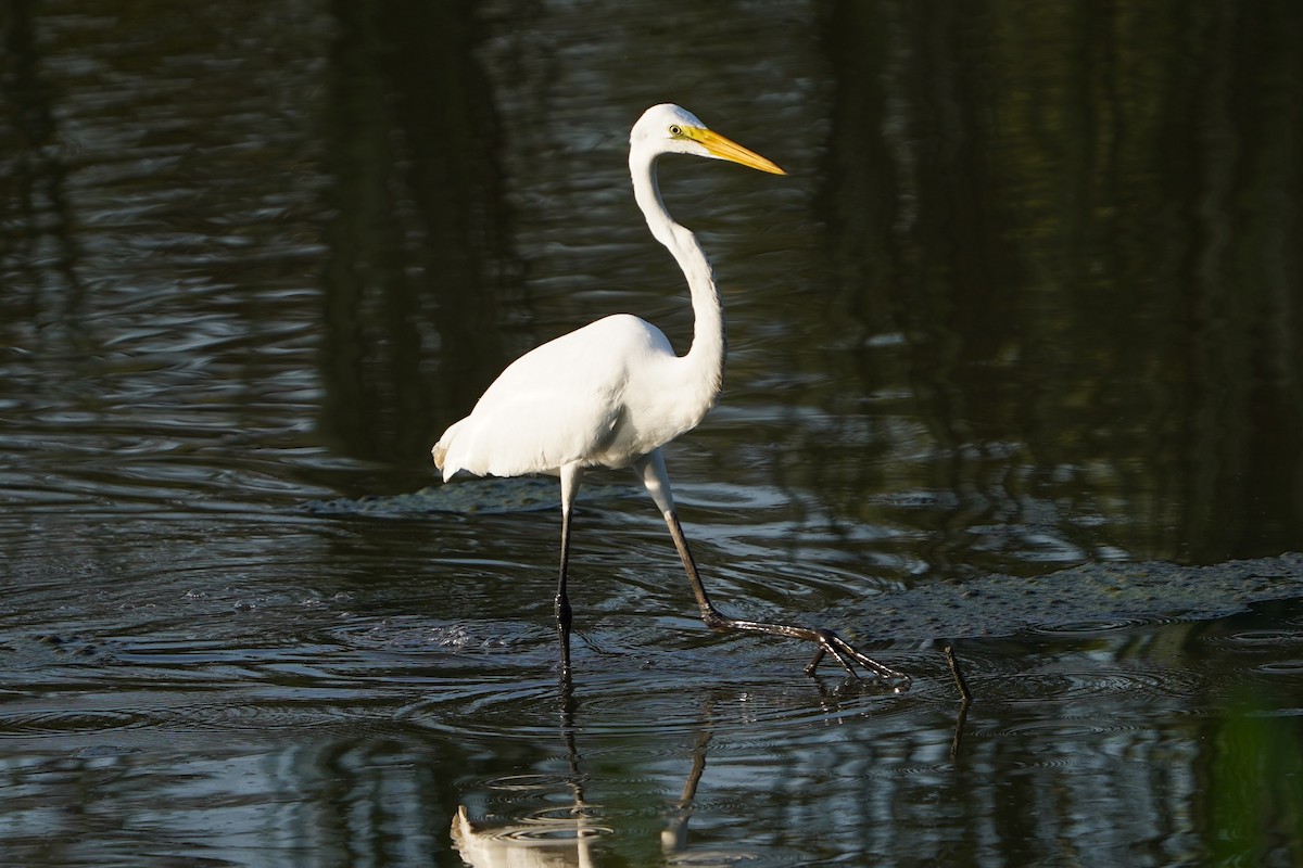Great Egret - ML640285650