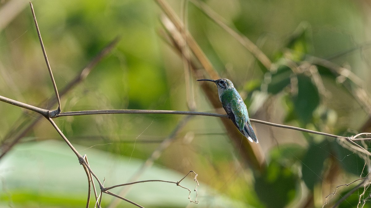 White-tailed Goldenthroat - ML640285655