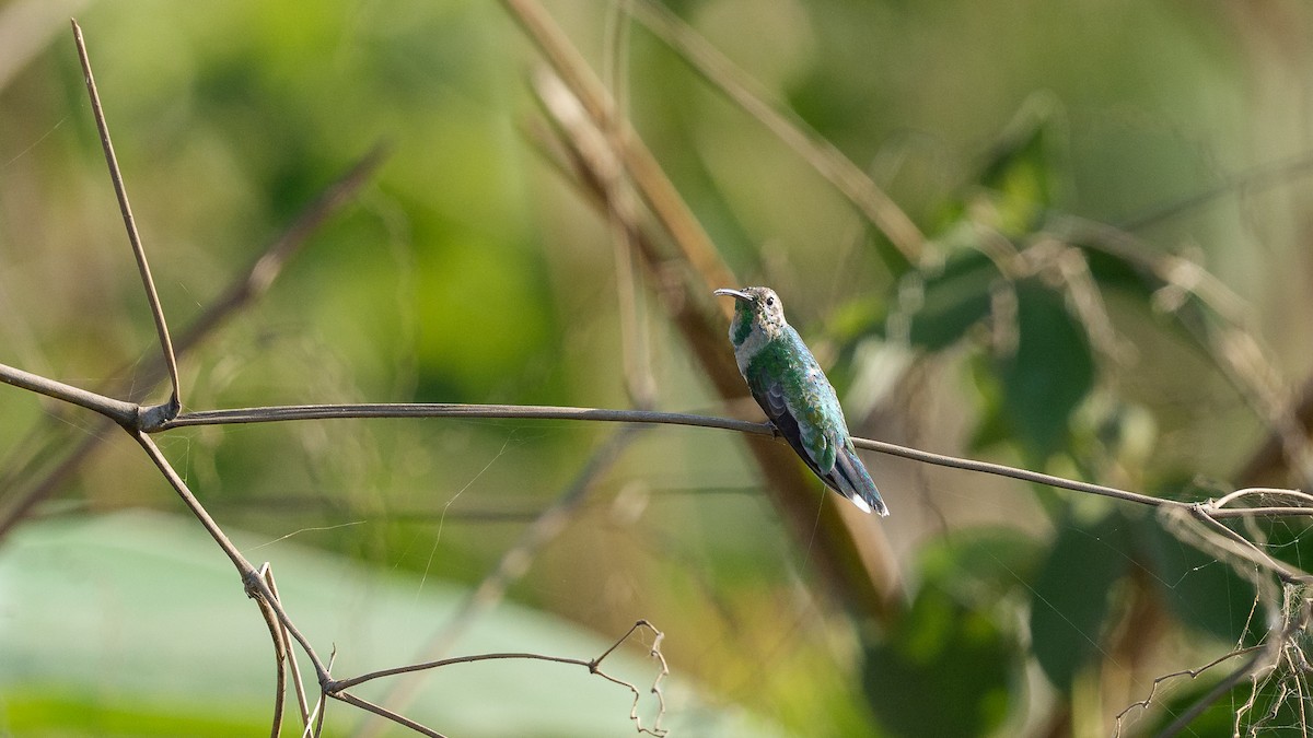White-tailed Goldenthroat - ML640285656