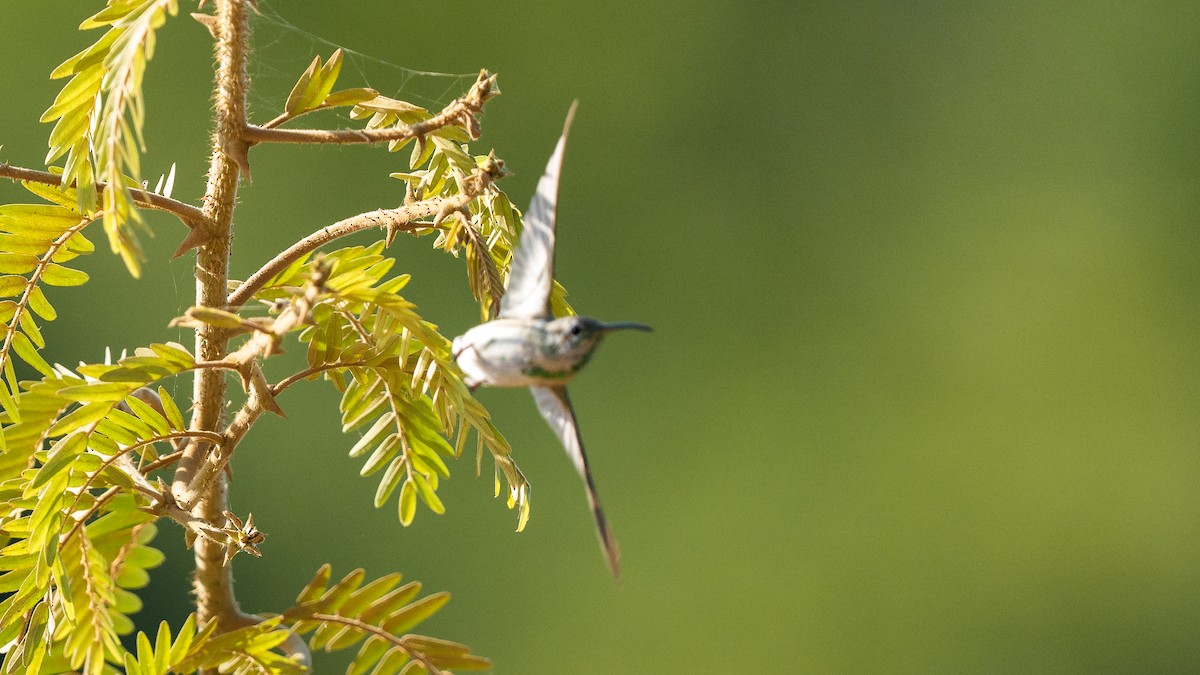 White-tailed Goldenthroat - ML640285657
