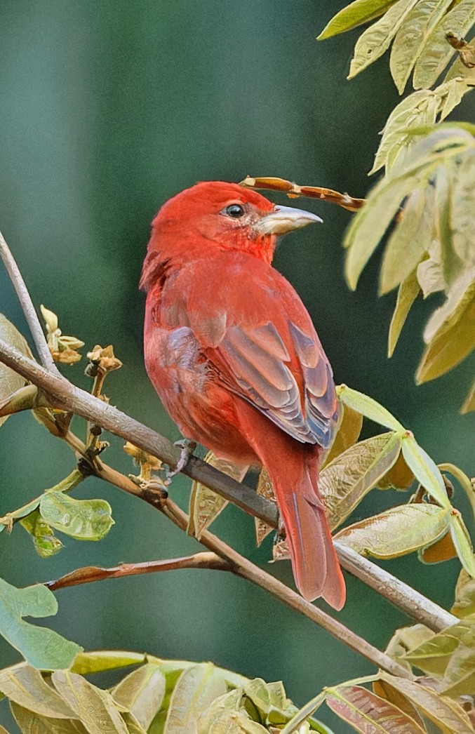 Hepatic Tanager - ML640285676