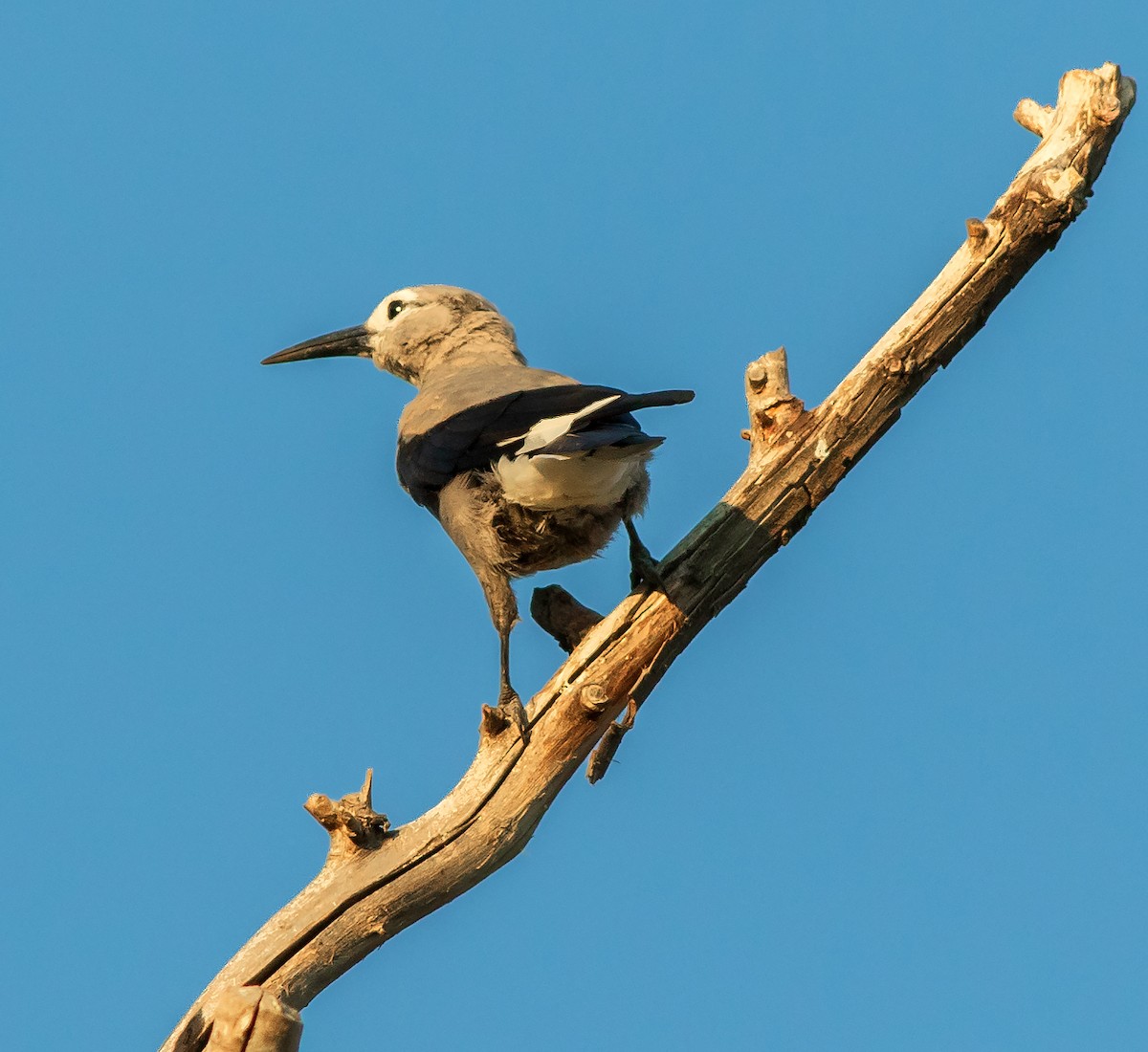 Clark's Nutcracker - ML640285680