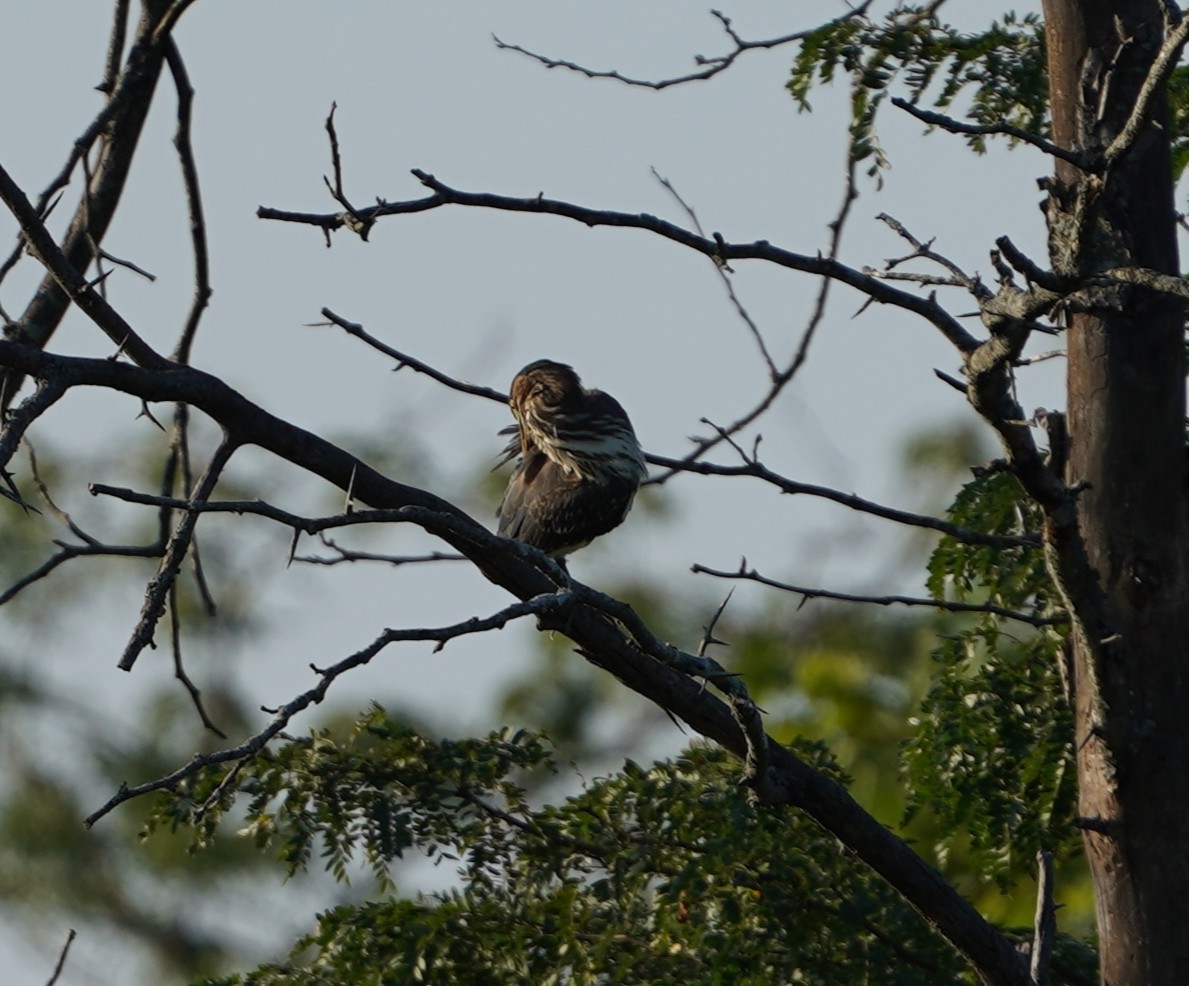 Green Heron - ML640285713