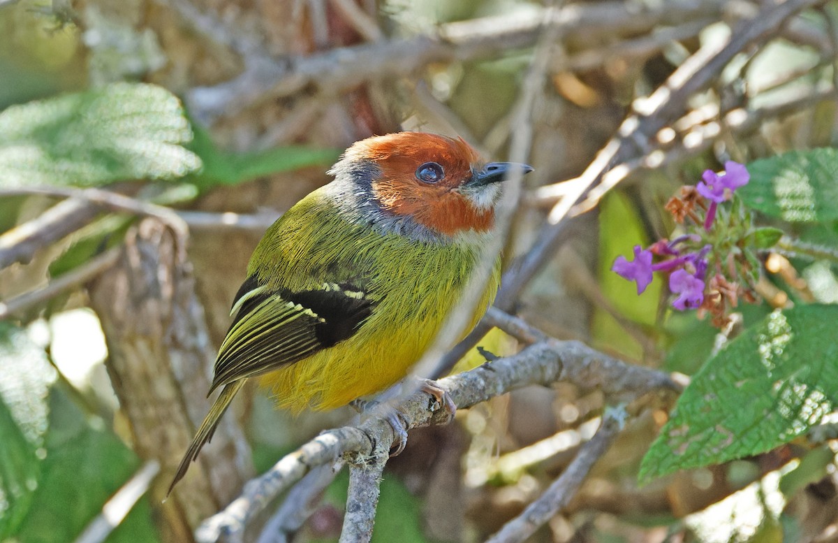 Johnson's Tody-Flycatcher - ML640285739