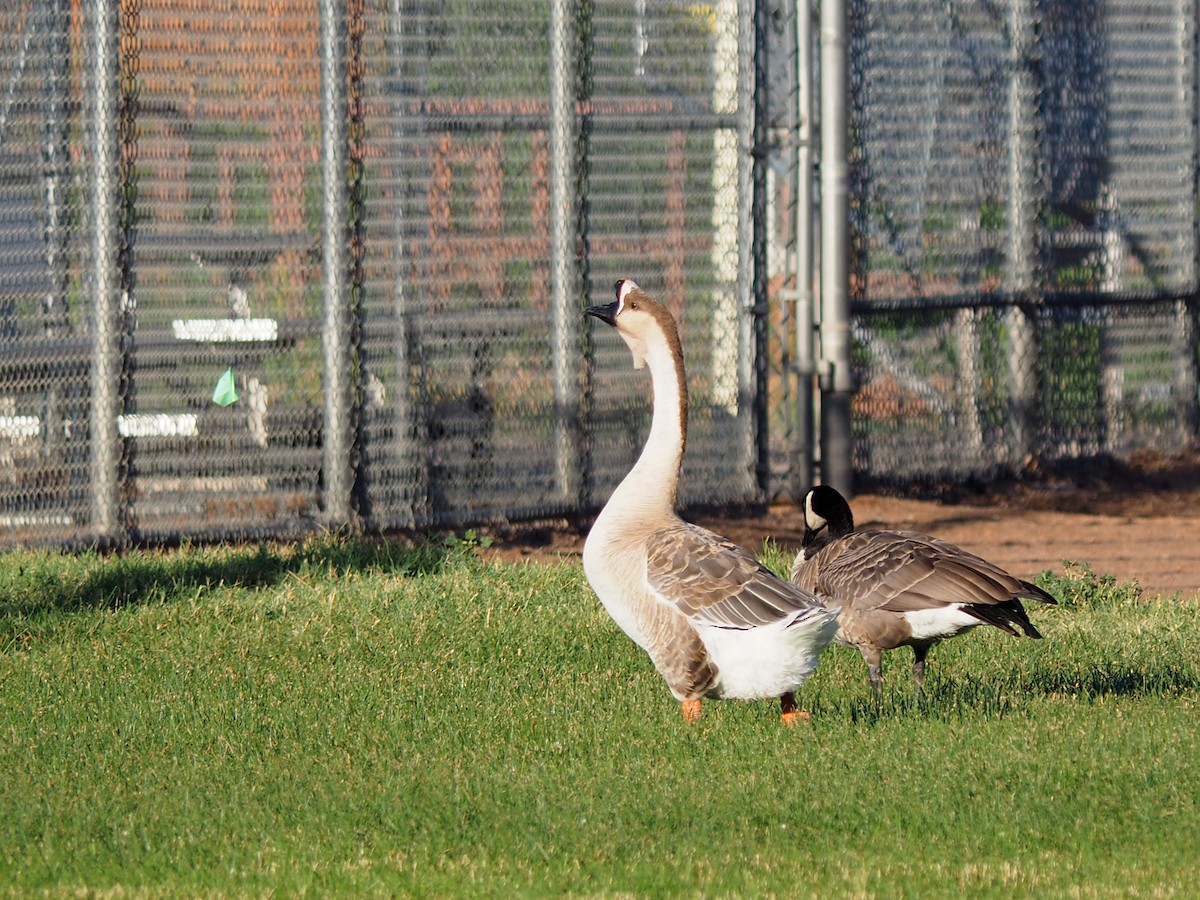 Swan Goose (Domestic type) - ML640285740