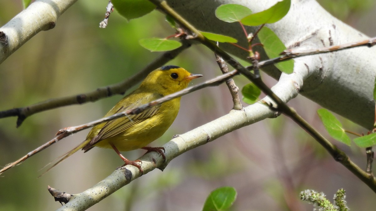 Wilson's Warbler - ML640285744