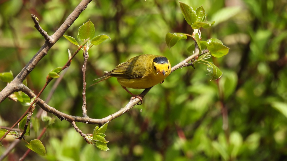 Wilson's Warbler - ML640285745