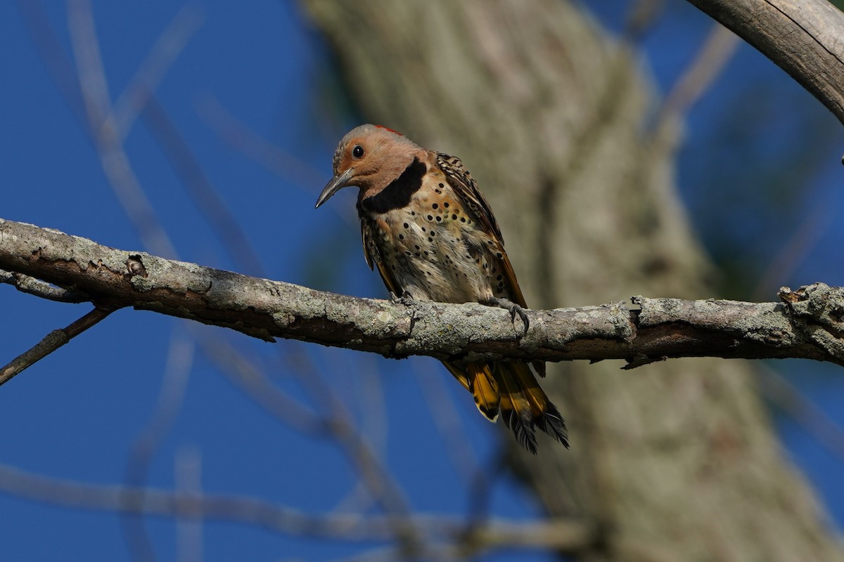 Northern Flicker - ML640285750
