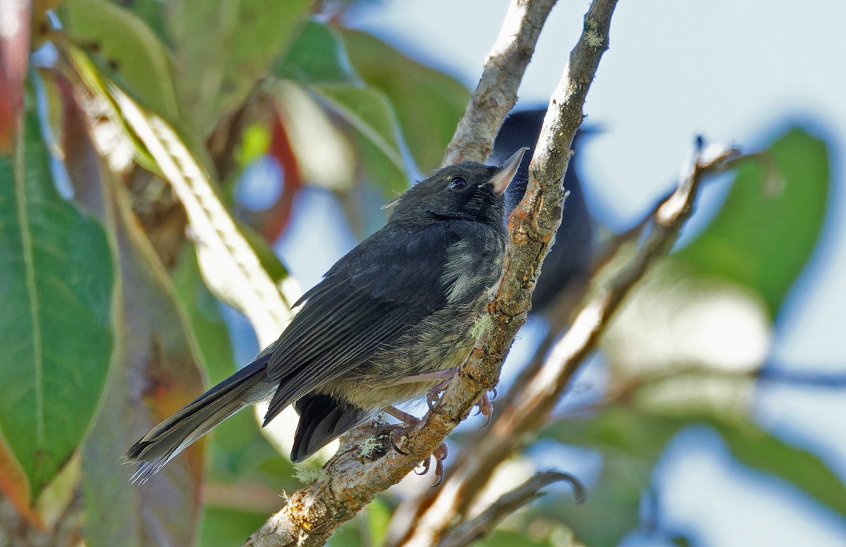 White-sided Flowerpiercer - ML640285814