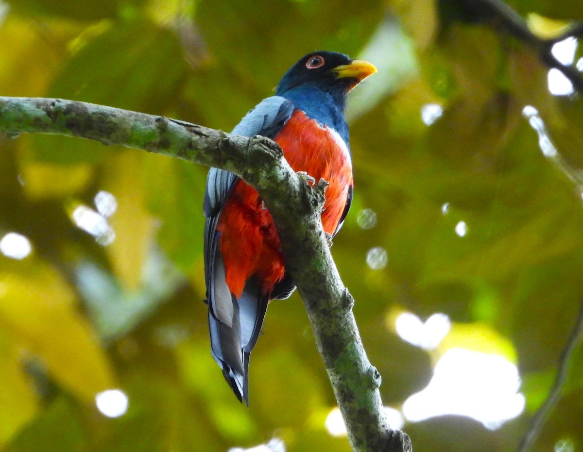 Black-tailed Trogon - ML640285820